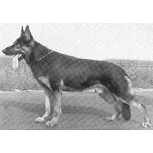 German Shepherd