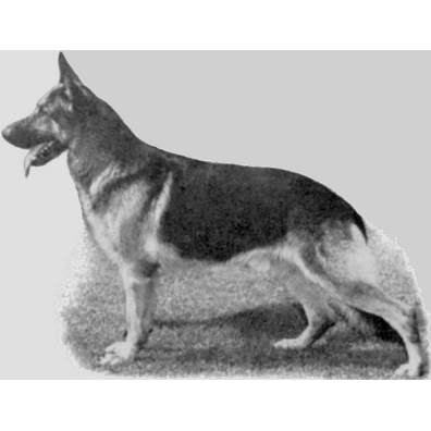 German Shepherd