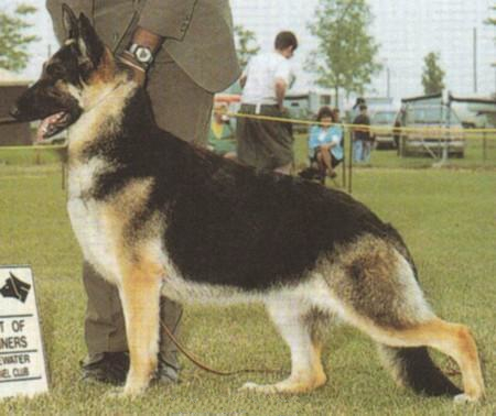 German Shepherd