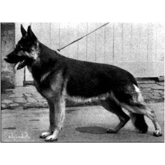 German Shepherd