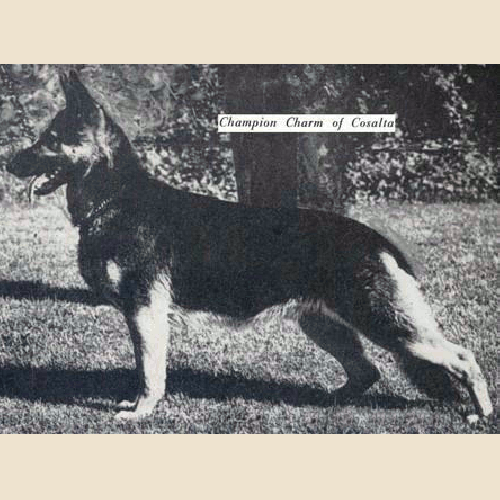 German Shepherd