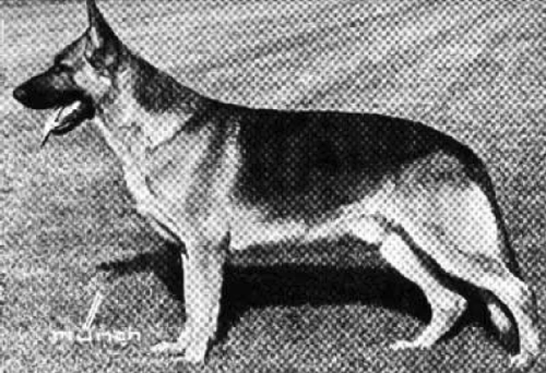 German Shepherd