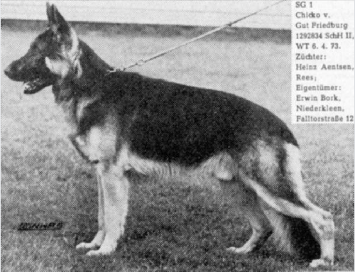 German Shepherd