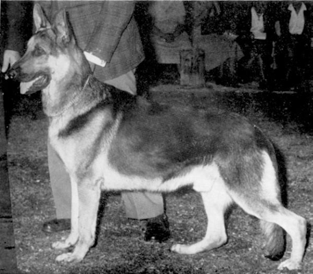 German Shepherd