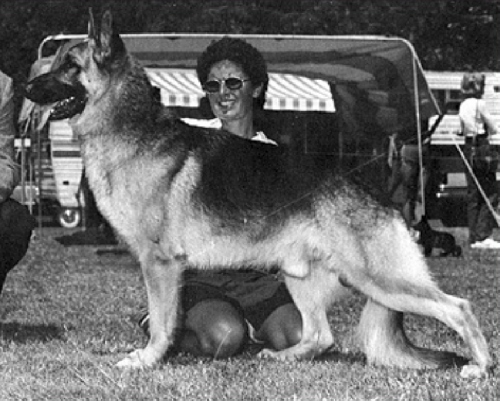 German Shepherd