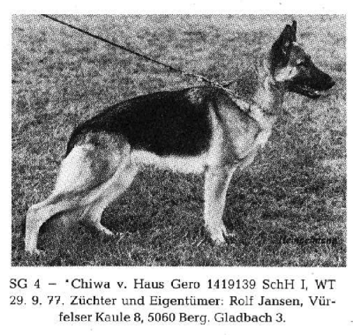 German Shepherd