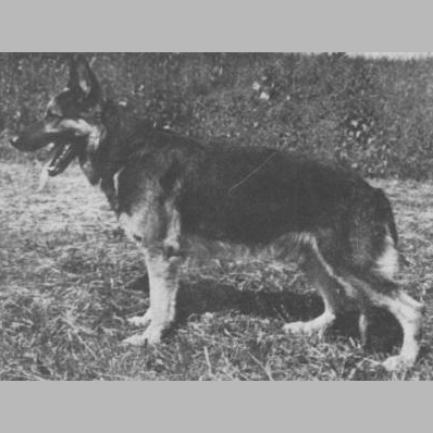 German Shepherd