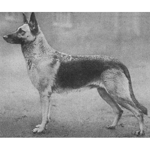 German Shepherd