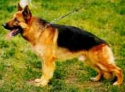 German Shepherd