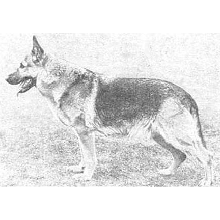 German Shepherd