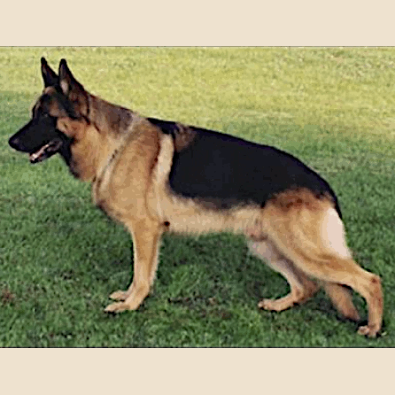 German Shepherd