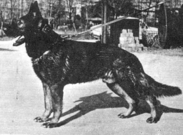 German Shepherd