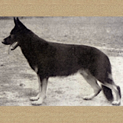 German Shepherd