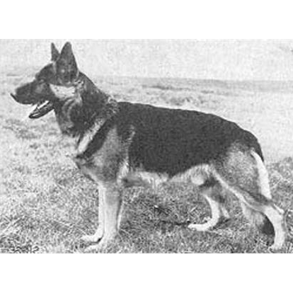 German Shepherd