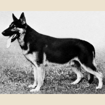 German Shepherd