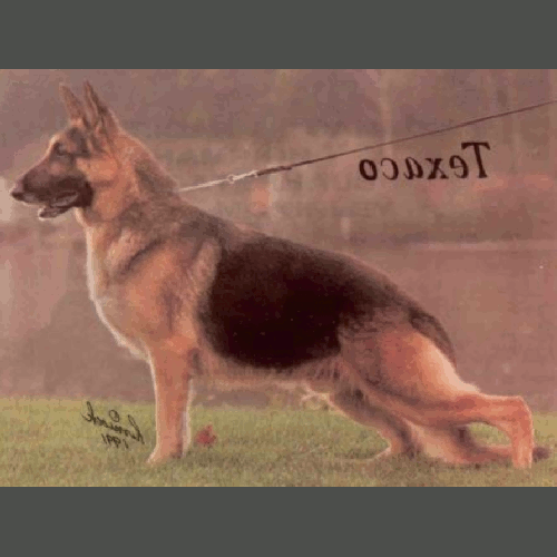 German Shepherd