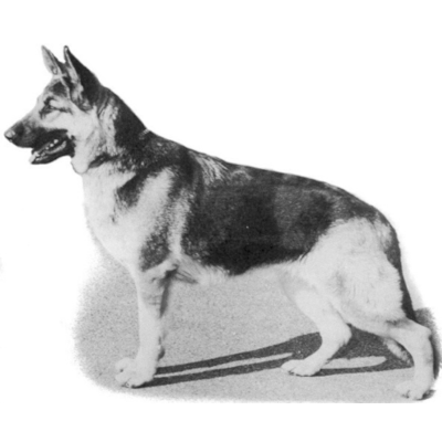 German Shepherd
