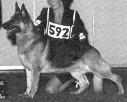 German Shepherd