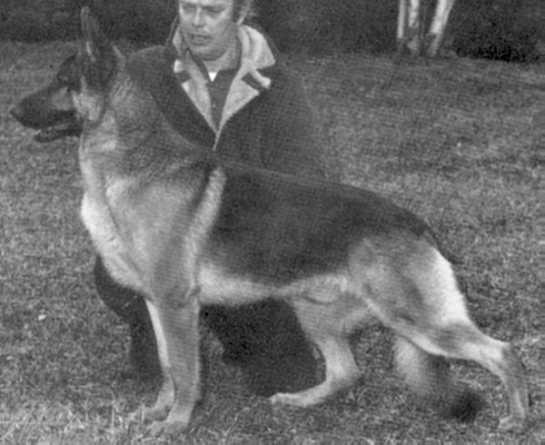German Shepherd