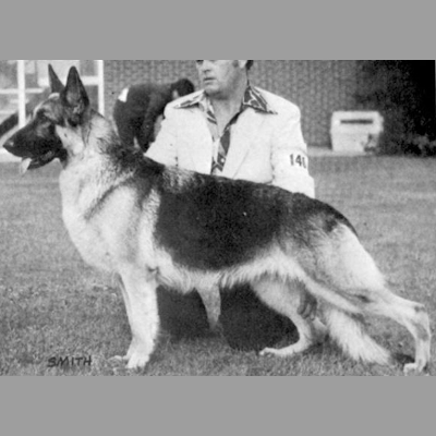 German Shepherd