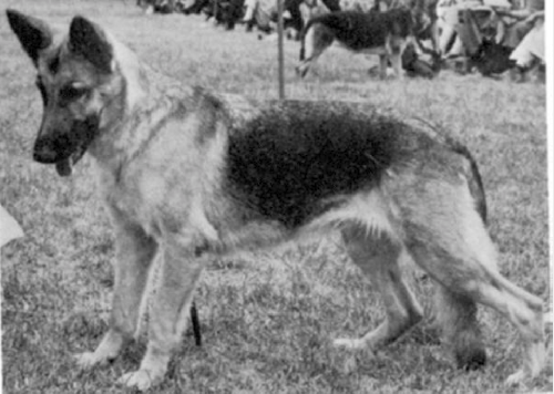 German Shepherd