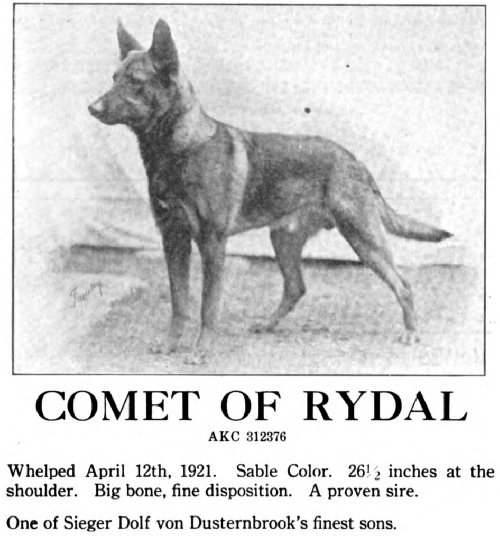 German Shepherd