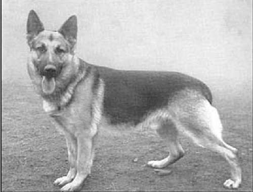 German Shepherd