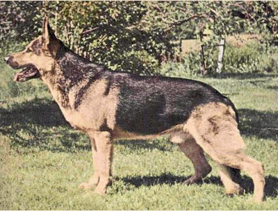 German Shepherd