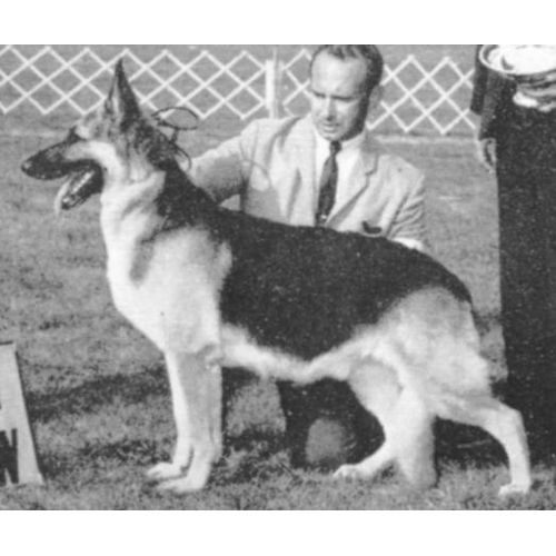 German Shepherd