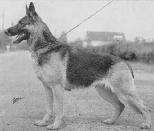 German Shepherd
