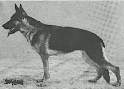 German Shepherd