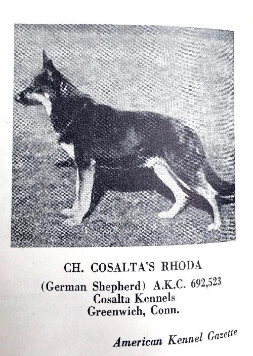 German Shepherd