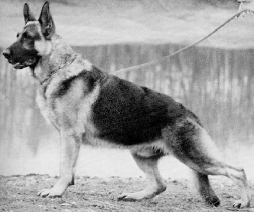 German Shepherd