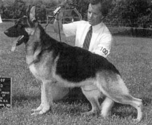 German Shepherd