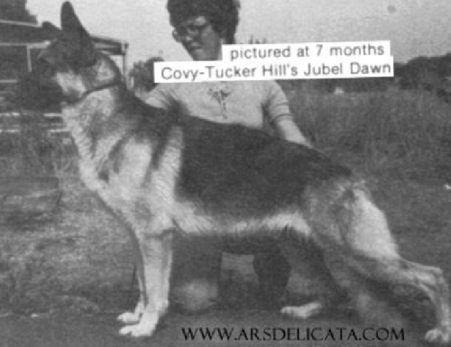 German Shepherd