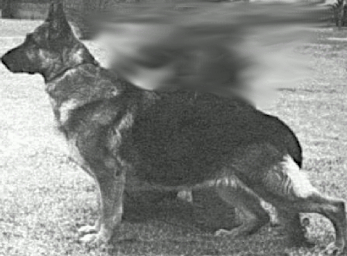 German Shepherd
