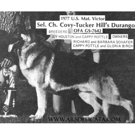 German Shepherd