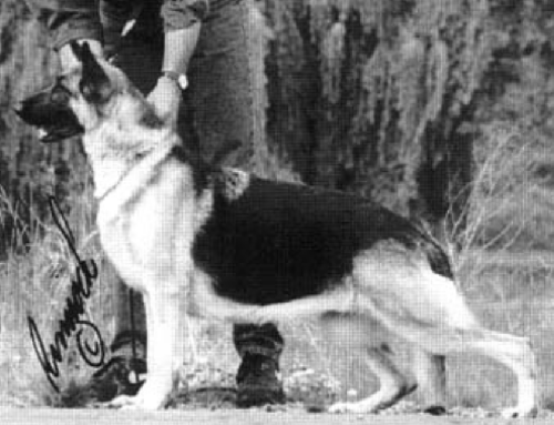 German Shepherd