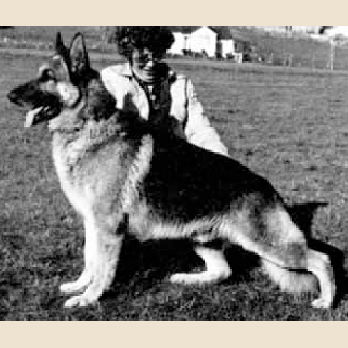 German Shepherd