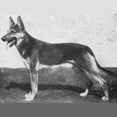 German Shepherd