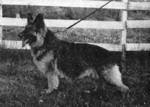 German Shepherd