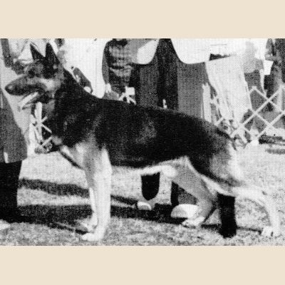 German Shepherd