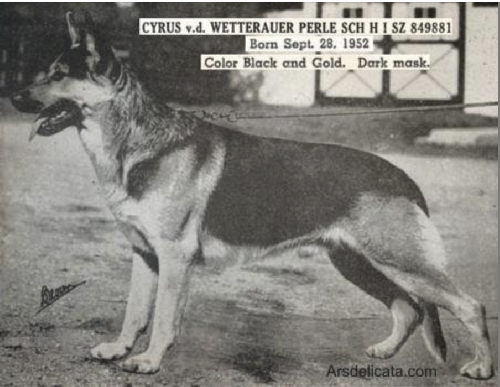 German Shepherd