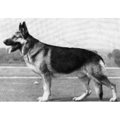 German Shepherd