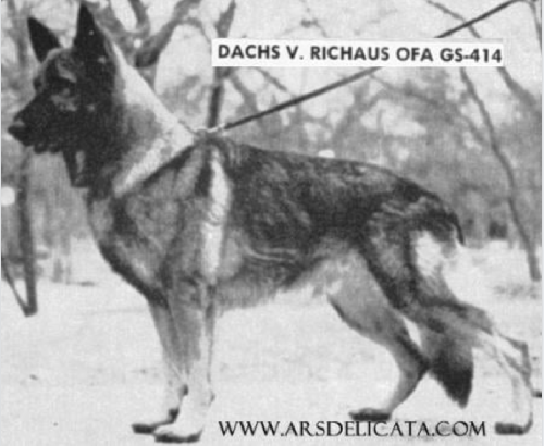 German Shepherd