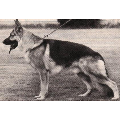 German Shepherd