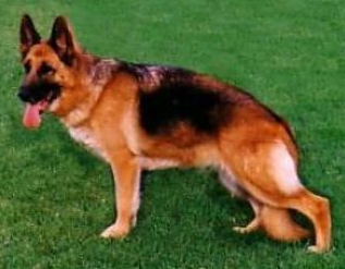 German Shepherd