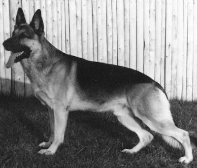 German Shepherd