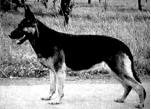 German Shepherd