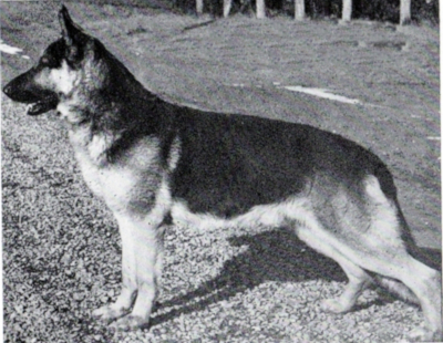 German Shepherd
